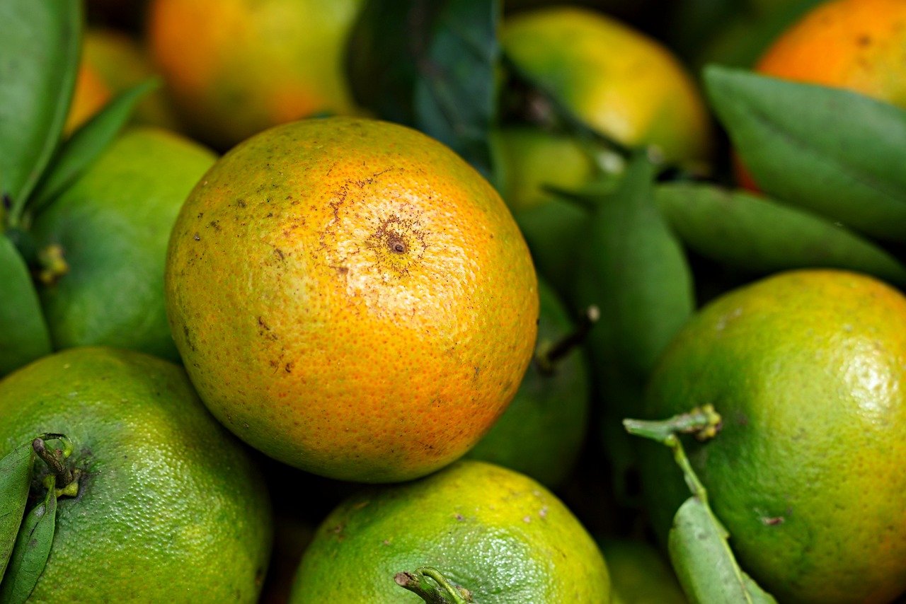 A Comprehensive Guide to Organic Pest Control